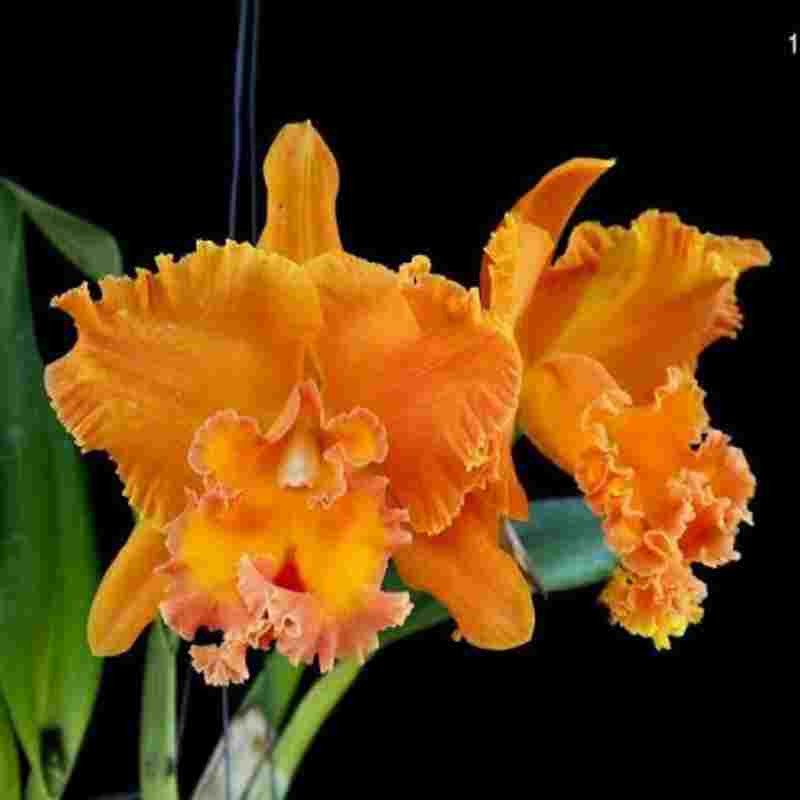 Rlc. Suvarnabhumi Delight 'Salmon Queen' – EXOTICA ORCHIDS