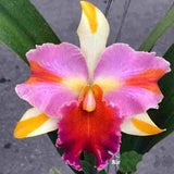 Rlc. Amazing Thailand 'Rainbow' (Seedlings)