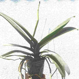 Phalaenopsis Sogo Yukidian V3 - Big Plant