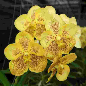 Vanda Jairak Classy Brown Spot