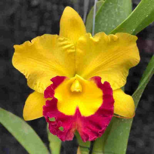 Rlc. Siam Treasure