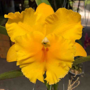 Rlc. Hadyai Delight X Rlc.  Chomthong Delight