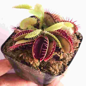 Venus flytrap var. Red Dentate