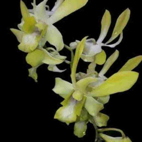 Dendrobium Canary Gold 'Twist'