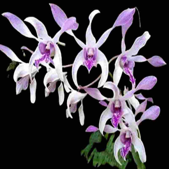 Dendrobium Ceaser 'Warawan'