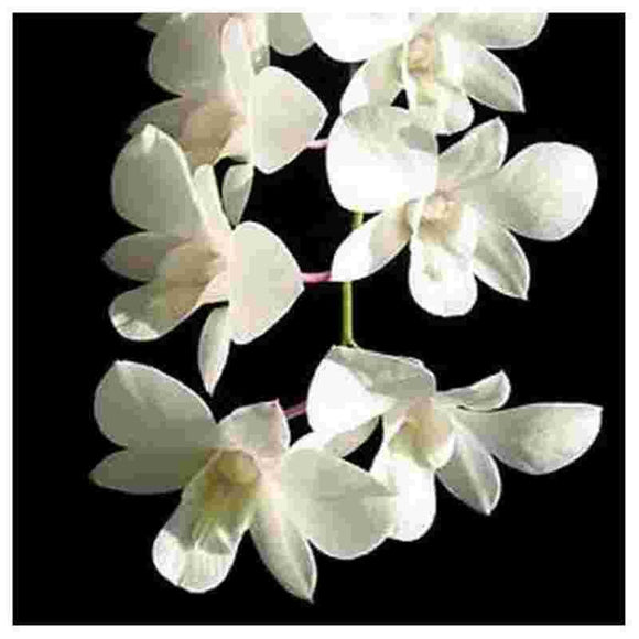Dendrobium Sonia White - NBS