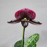 Paph. Maudiae Red