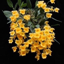 Dendrobium Lindleyi X Den. Jinkinsii 