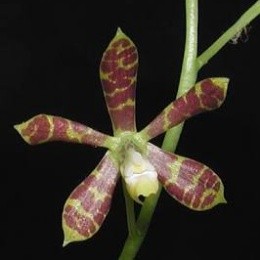 Encyclia Boothiana Sp.