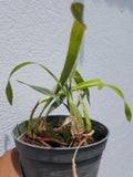 Maxillaria Porphyrostele Sp.
