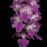 Aerides Rosea Thai Sp.