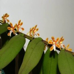 Trichoglottis orchidea sp.