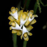 Ascochilus nitidus sp.