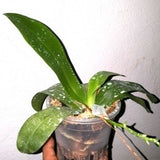 Phalaenopsis Mannii X Phal. Tetraspis