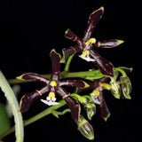 Phalaenopsis mannii black sp.