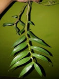 Dendrobium fimbriatum sp.