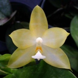 Phalaenopsis Yungho Gelb Canary X Phal.Frenchy's Plastic Yellow 
