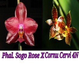 Phal. Sogo Rose X Phal. Cornu Cervi 4N