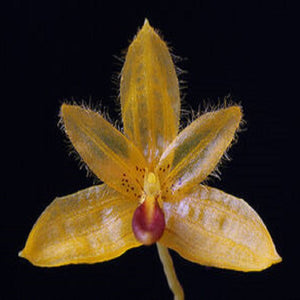 Bulbophyllum aestivale sp.