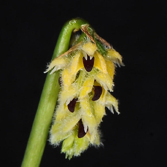 Bulbophyllum averyanovii sp.