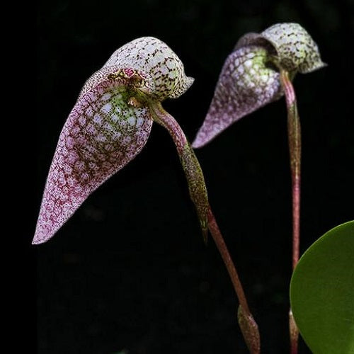 Bulbophyllum arfakianum Red Sp.