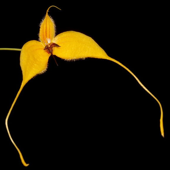 Bulbophyllum championii from Papua New Guinea sp.
