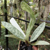 Paph. callosum 'Perfect Circle' x 'Vini Beauty' - MS