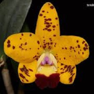 Rlc. Dendi's Gem 'Damond Orchid'