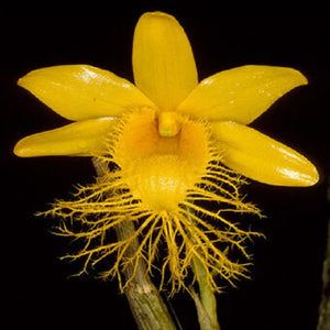 Dendrobium brymerianum Thai sp.
