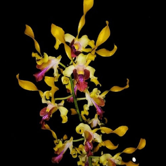 Dendrobium Jairak 'Goldmine'