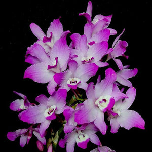 Dendrobium linawianum sp.