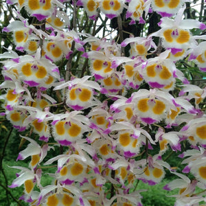Dendrobium devonianum from Vietnam sp.