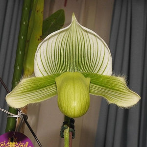 Paph. Doya Green Prince(Paph. Hsinying Citron × Paph. In-Charm Silver Bell)-BS
