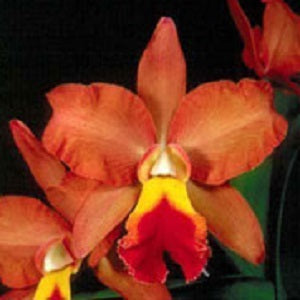 Rlc. Egyptian Quen