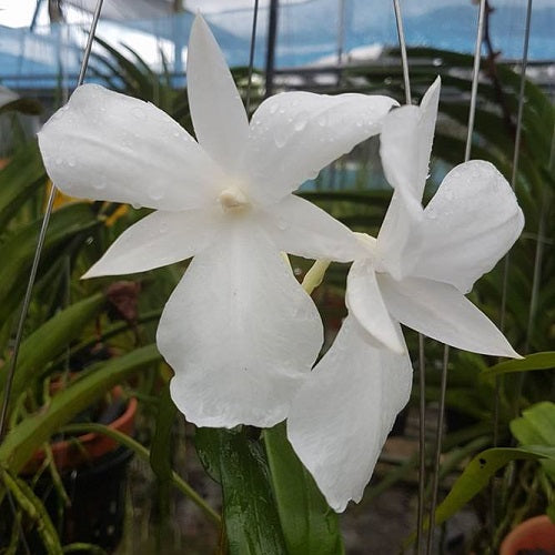 Dendrobium formosum var. Petaloid Alba Sp.-MS