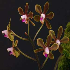Phalaenopsis hongenensis sp.