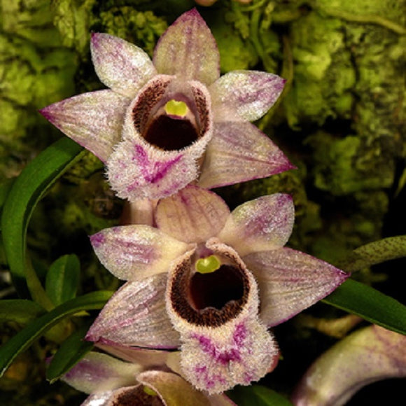Dendrobium hekuaense sp.