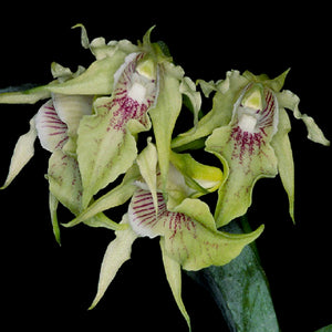 Dendrobium hodgkinsonii sp.