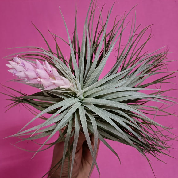 houston cotton candy air plant Tillandsia Houston "Cotton Candy" – EXOTICA ORCHIDS