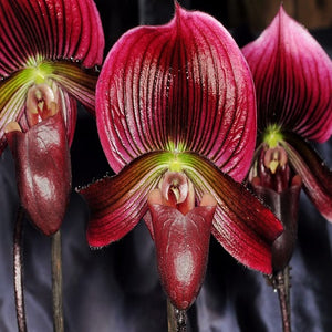 Paph. Hung Sheng 'Red Apple' - BS