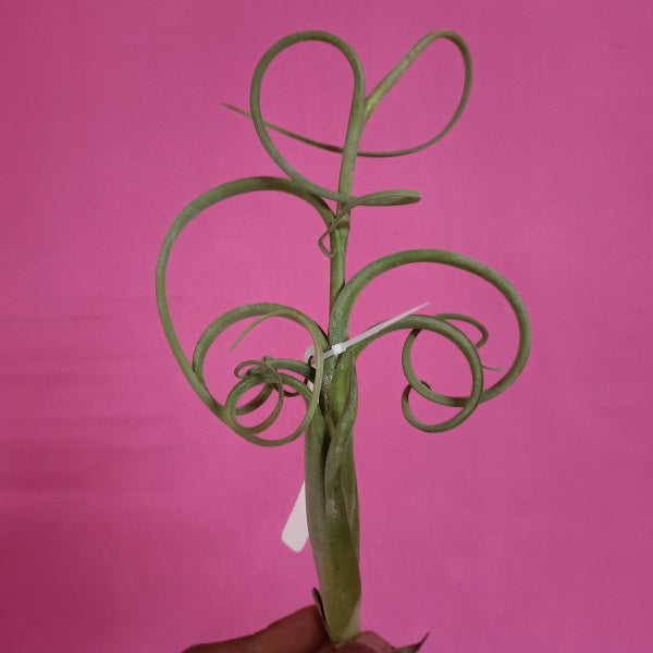 intermedia air plant Tillandsia Intermedia – EXOTICA ORCHIDS