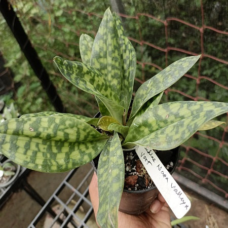 Paph. Maudiae Napa Valley X Paph. Vert - BS – EXOTICA ORCHIDS