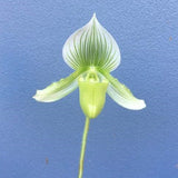 Paph. Maudiae Napa Valley X Paph. Alma Gaveart - BS