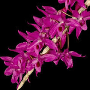 Dendrobium Nestor