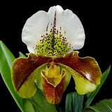 Paph. Great Pacific 'Wide Horizon' (W. Churchill X Pacific Ocean)-SS