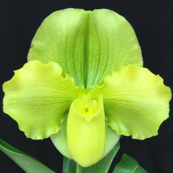Paph. Cocoa Joyous Oliver x Cocoa Green - NBS