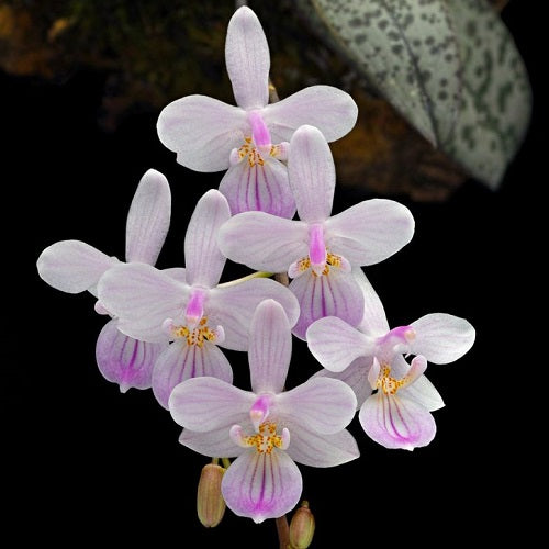 Phalaenopsis lindenii sp.