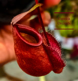 Nepenthes Red Gem (viking X mirabilis)