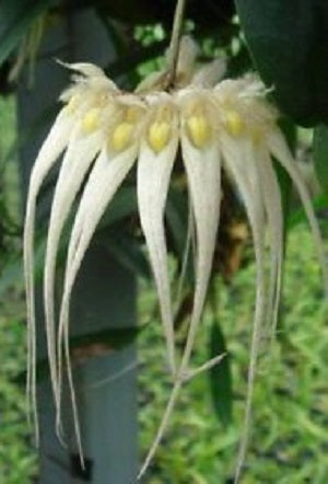 Bulbophyllum sanguineopunctatum fma. alba sp.