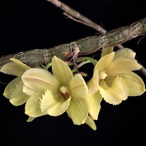 Dendrobium serratilabium fma. Yellow